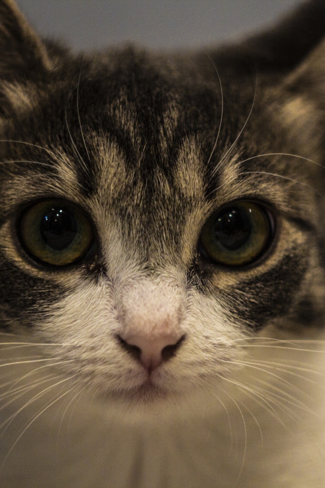 Домашний серый с белым котенок крупным планом