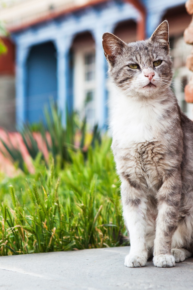 Бездомный серый кот сидит у стены