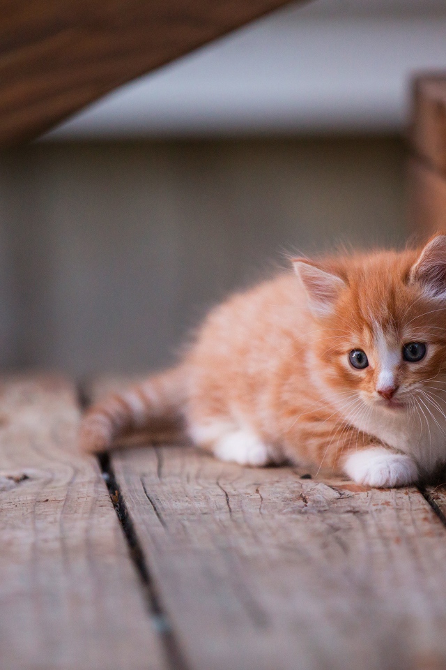 Маленький красивый рыжий котенок на деревянном пороге