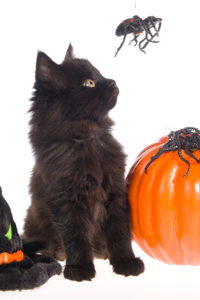 Маленький черный котенок с тыквой на белом фоне