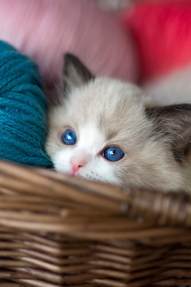 Маленький голубоглазый котенок в корзине с пряжей 