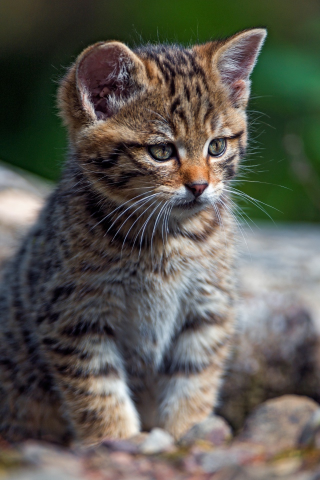 Маленький любопытный серый котенок на сухом дереве