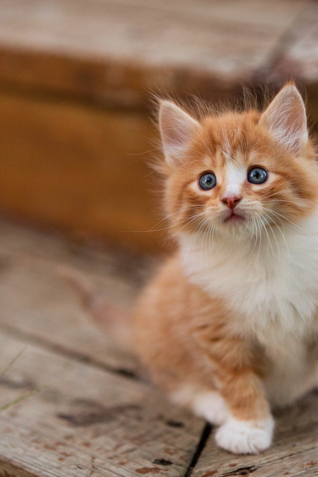 Маленький милый пушистый рыжий голубоглазый котенок
