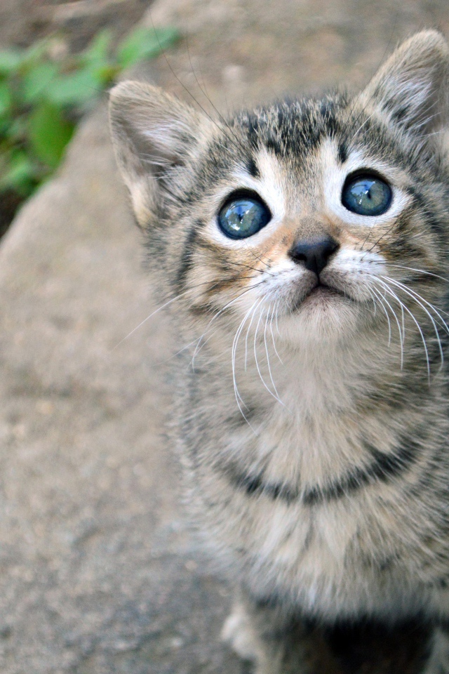 Маленький милый серый котенок смотрит вверх