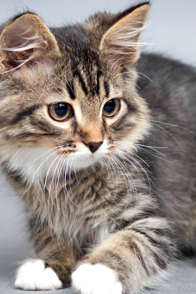 Маленький милый котенок на сером фоне