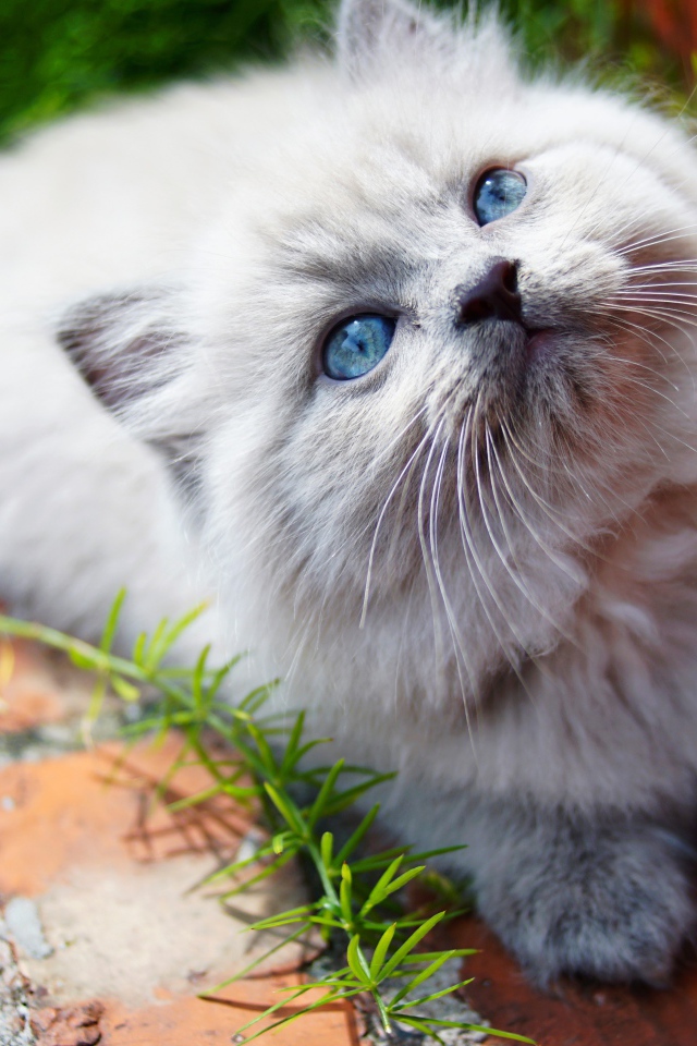 Little fluffy kitten with blue eyes