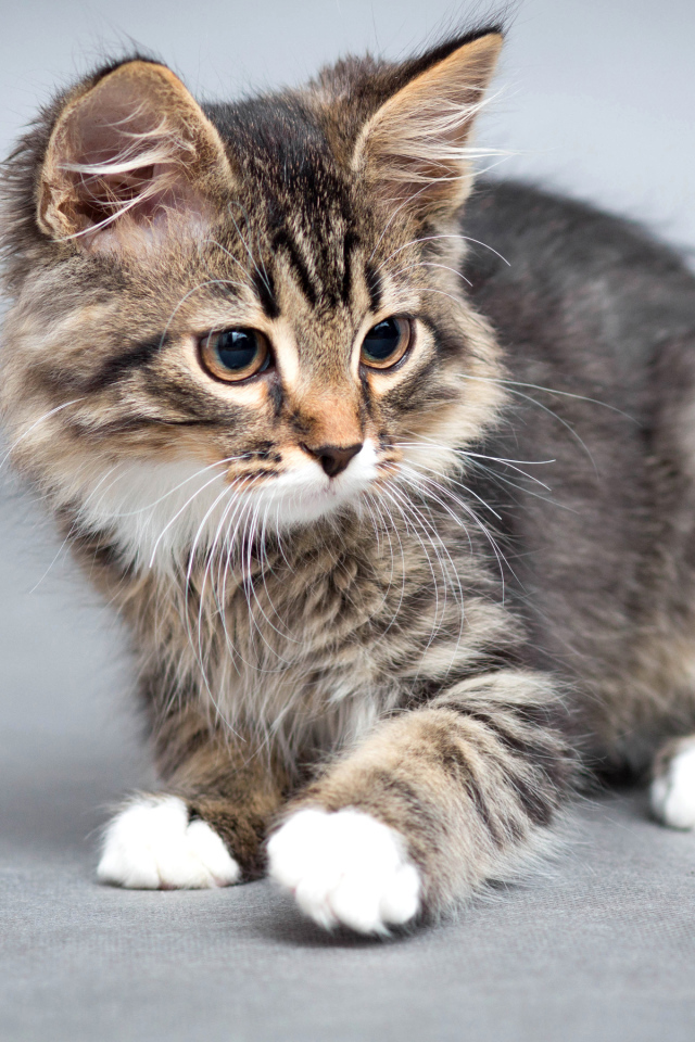 Маленький забавный серый котенок 