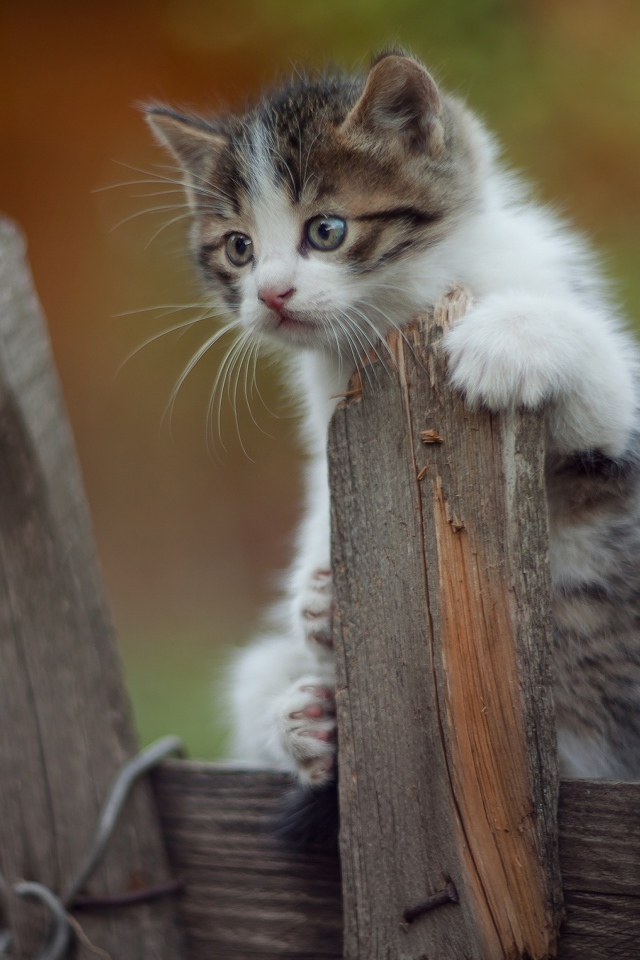 Маленький  забавный котенок на заборе 