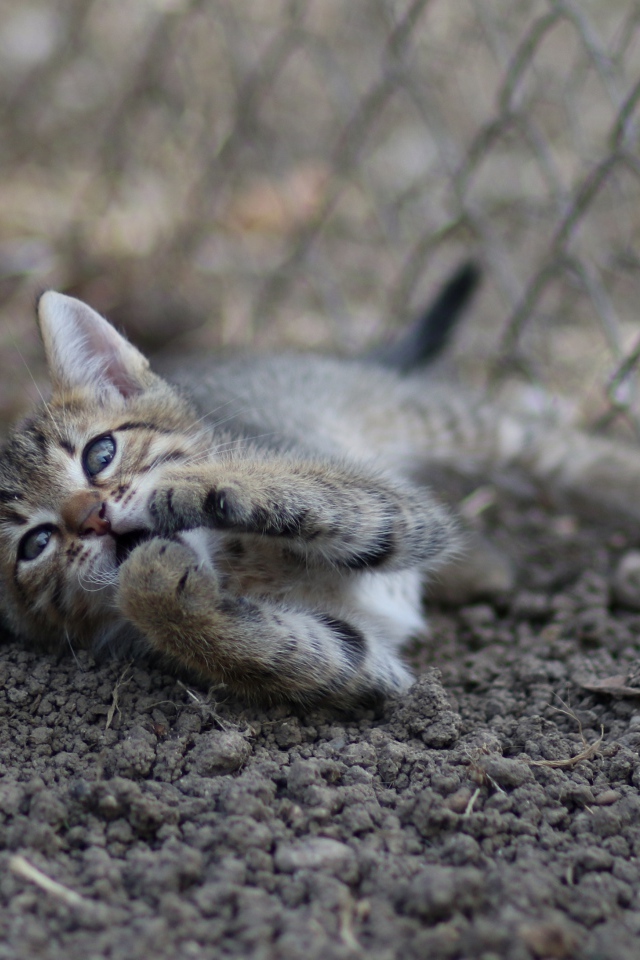 Маленький серый котенок играет у дерева на земле 