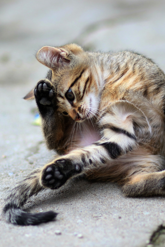 Маленький серый котенок играет на асфальте