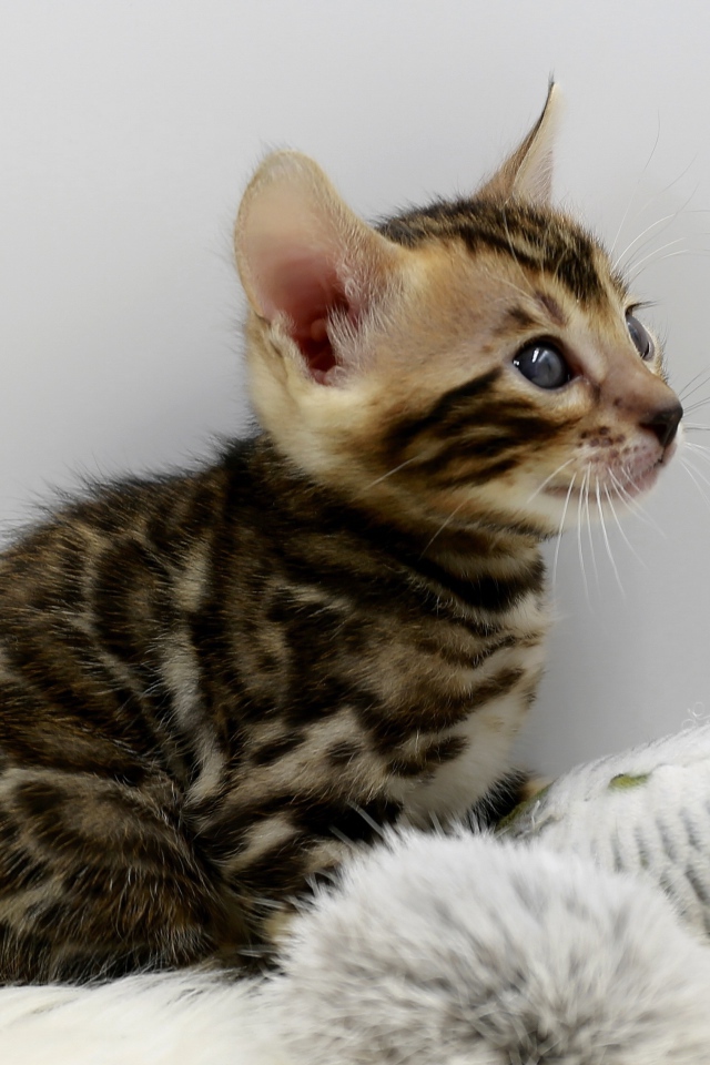 Маленький серый котенок играет с игрушкой 