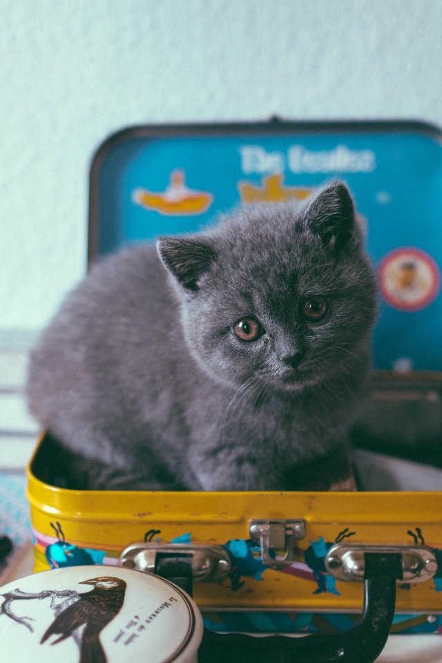 Маленький серый котенок сидит в чемодане
