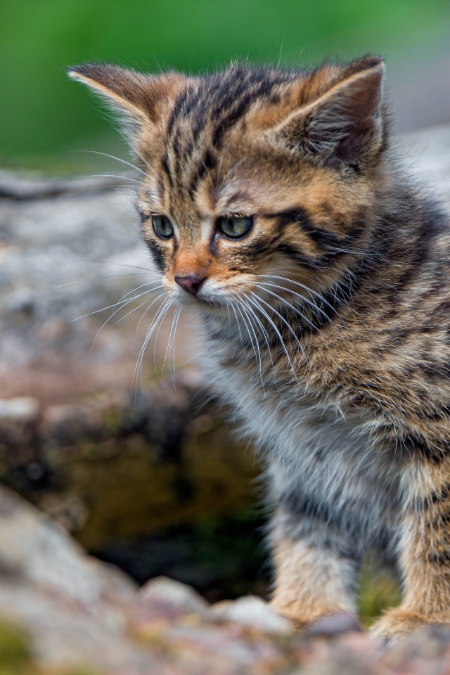 Маленький серый котенок сидит на сухом дереве