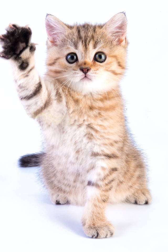 Little kitten with a raised paw on a white background