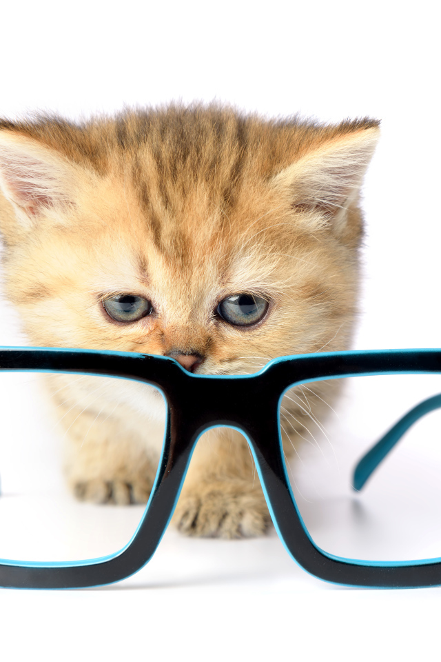 Маленький котенок с очками на белом фоне