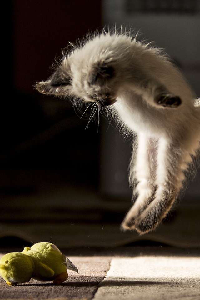 Маленький породистый котенок нападает на игрушку