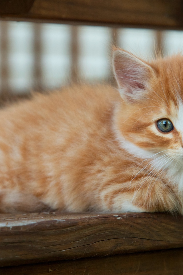 Маленький рыжий котенок с голубыми глазами лежит на лавке