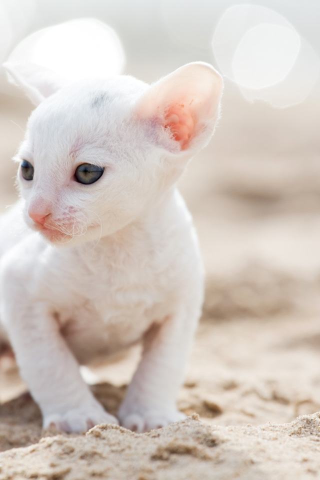 Маленький белый котенок Корниш-рекс на песке