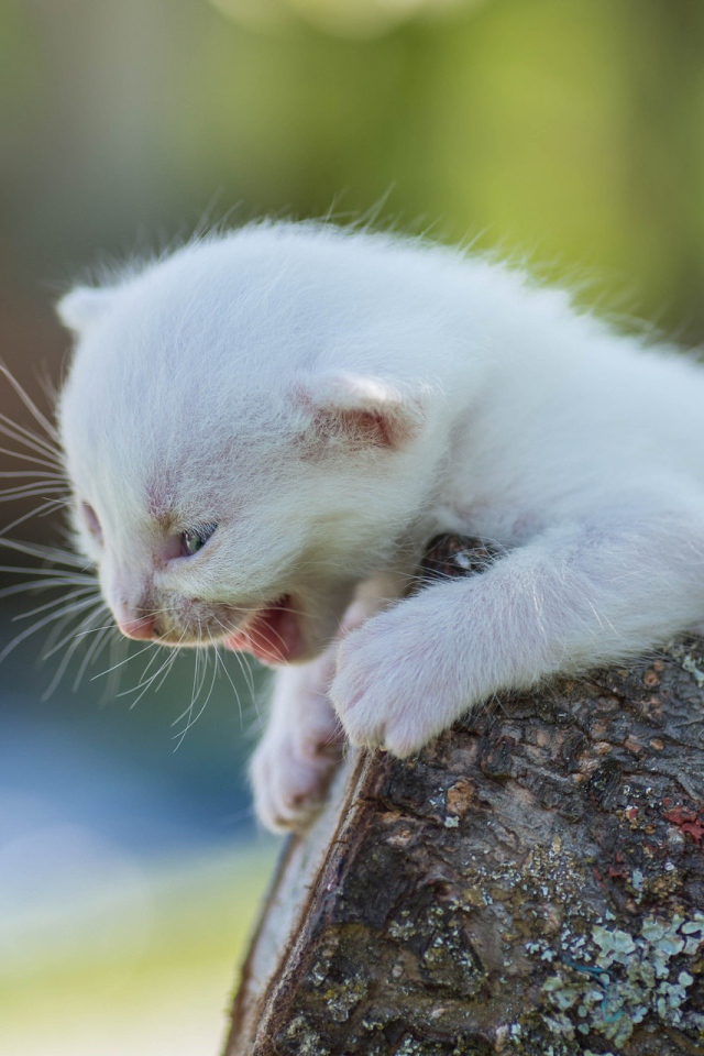 Маленький белый котенок кричит на дереве