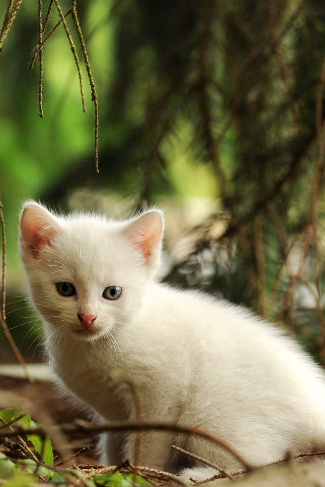 Маленький белый котенок сидит у еловой ветки 