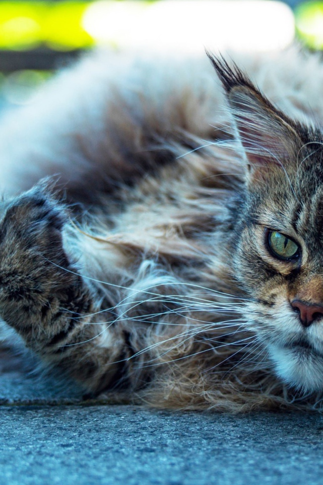 Старый серый кот породы мейн кун 