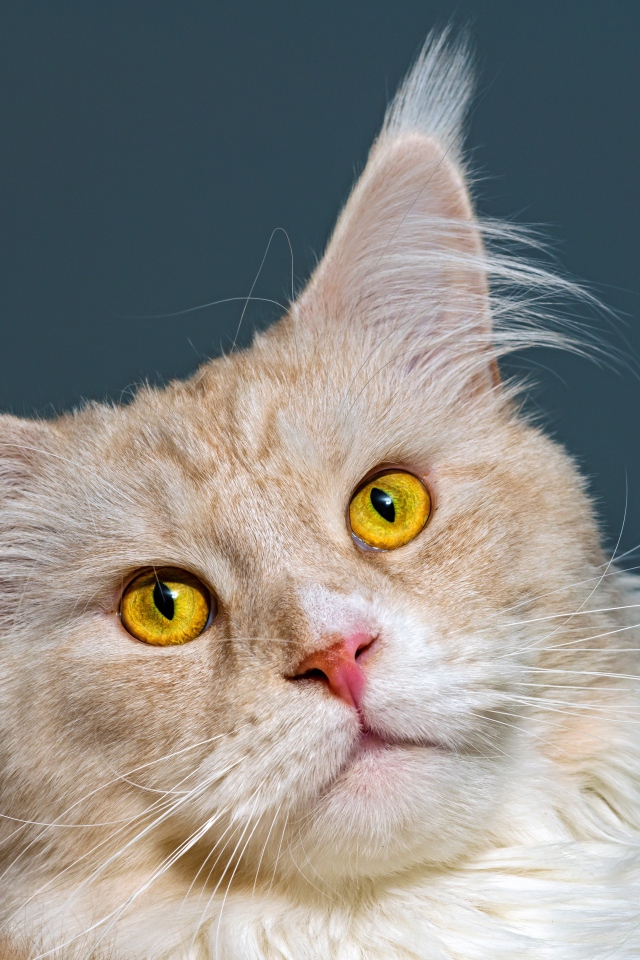 Морда рыжего кота породы мейн кун 