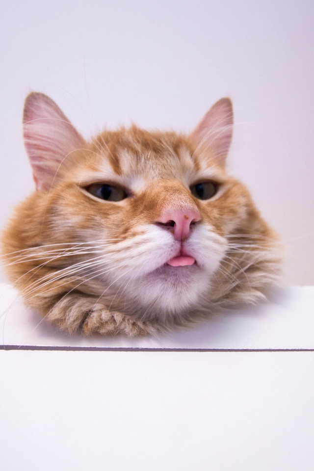 Морда довольного рыжего кота на белом столе