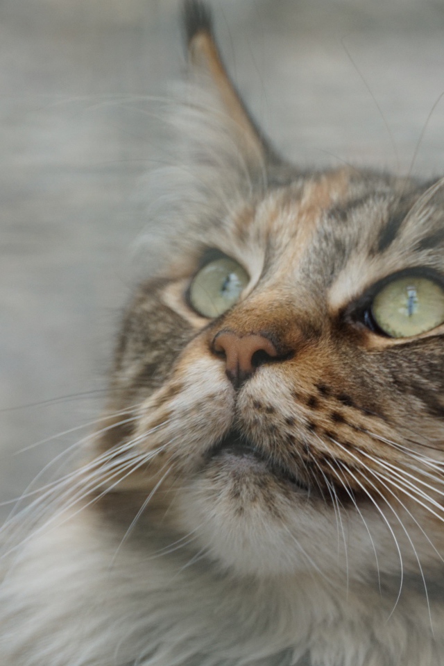 Морда красивого серого кота породы мейн кун