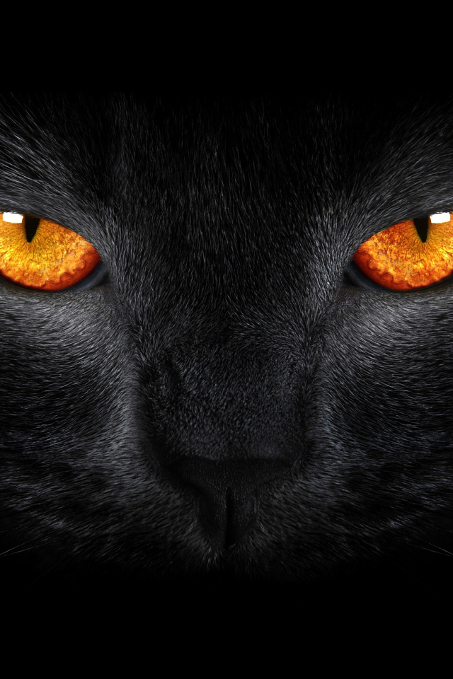 Морда черного кота в оранжевыми глазами крупным планом