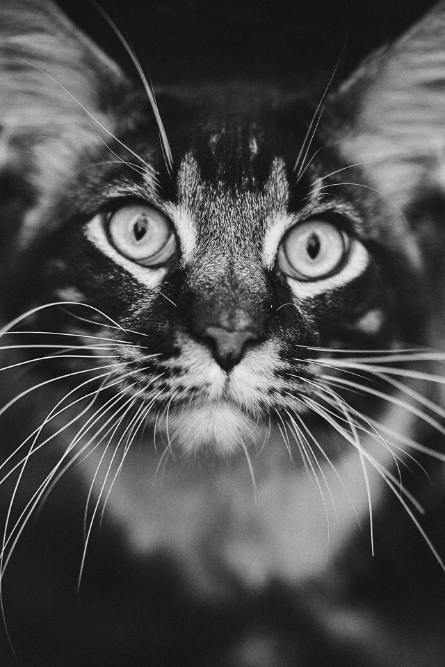 Морда серого кота породы мейн кун крупным планом