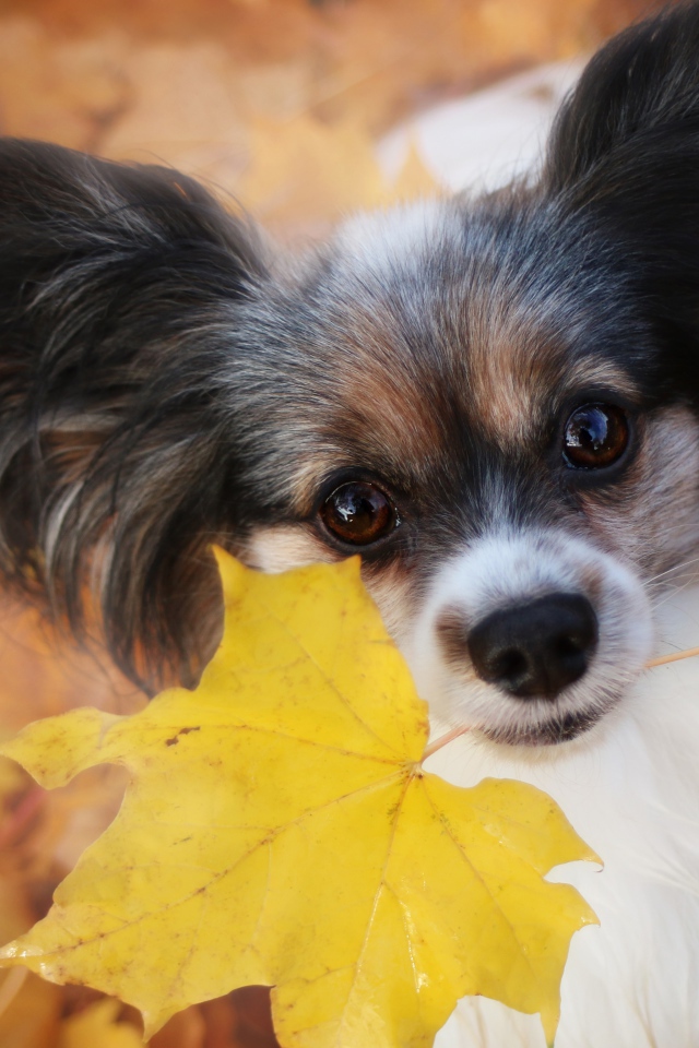 Собака папильон с опавшим листом в зубах