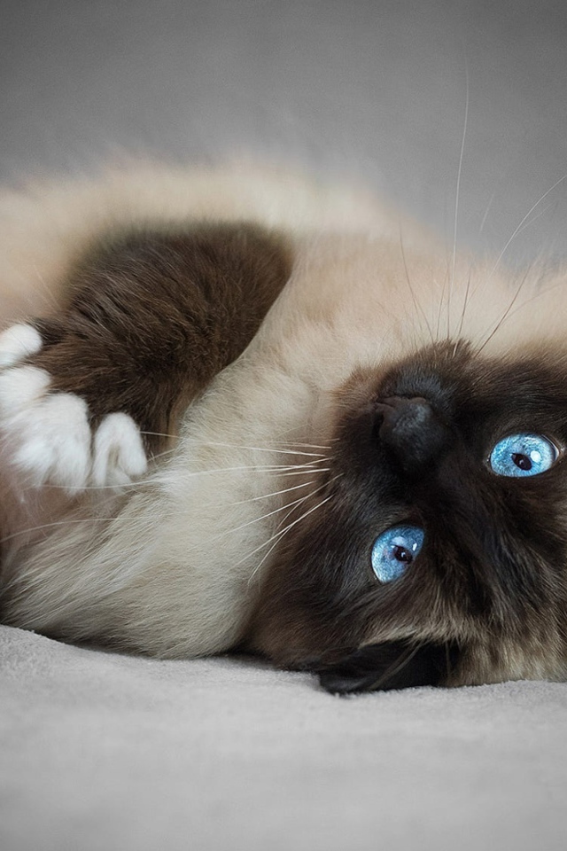 Породистый пушистый голубоглазый сиамский кот