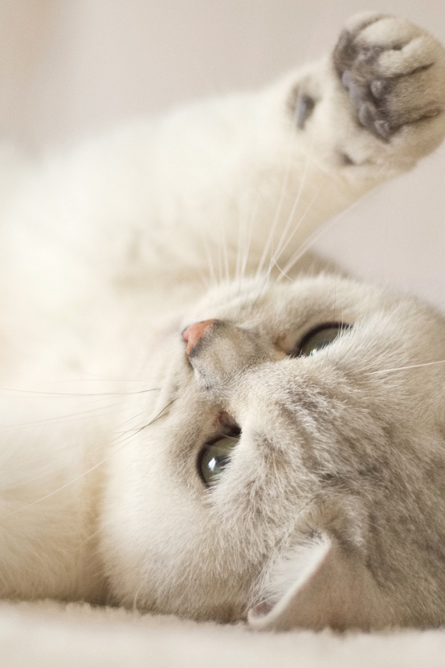 Породистый кот играет на кровати 