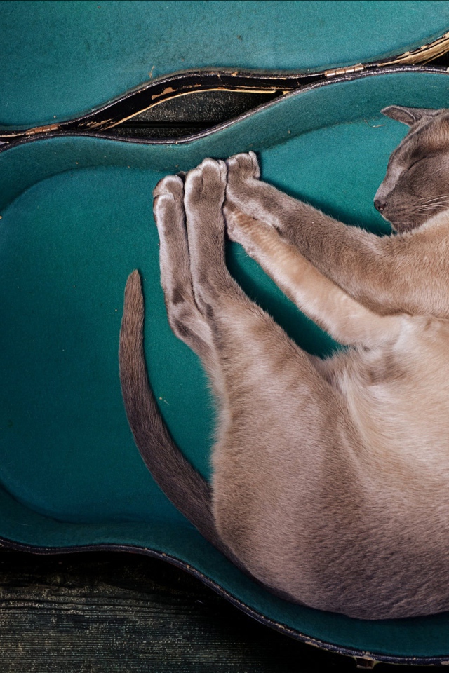 Породистый кот спит в футляре для гитары