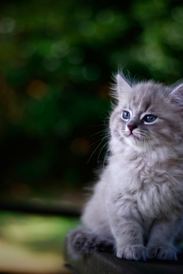 Породистый серый котенок сидит на лавке 