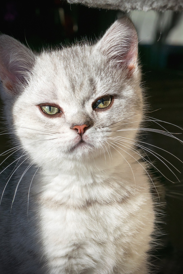 Породистый серый котенок сидит у когтеточки