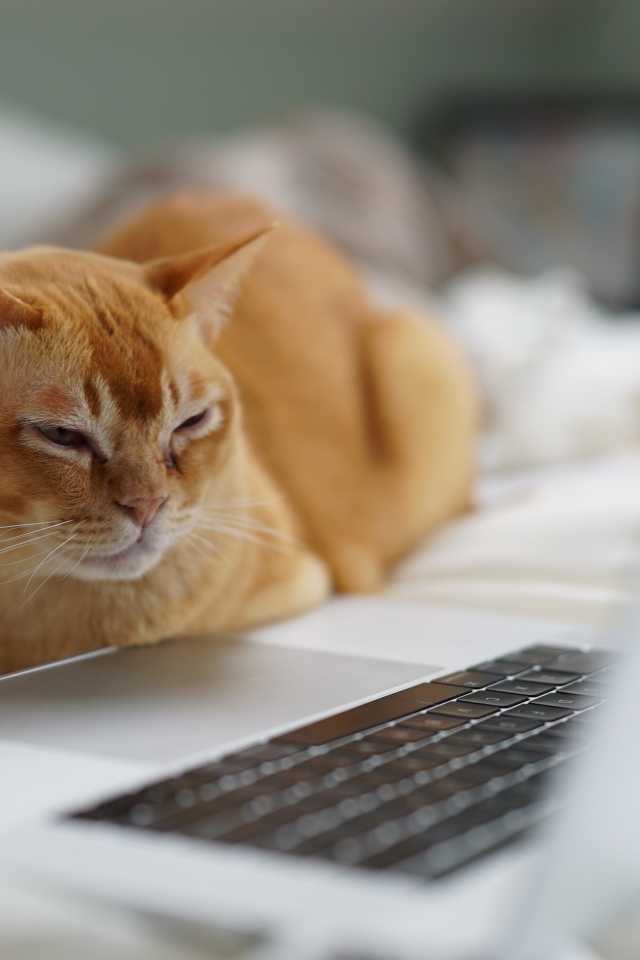 Породистый рыжий кот сидит у ноутбука 