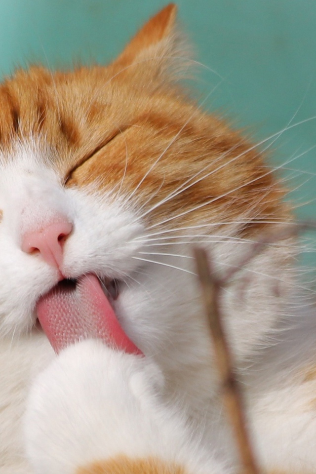 Рыжий с белым кот облизывает лапу