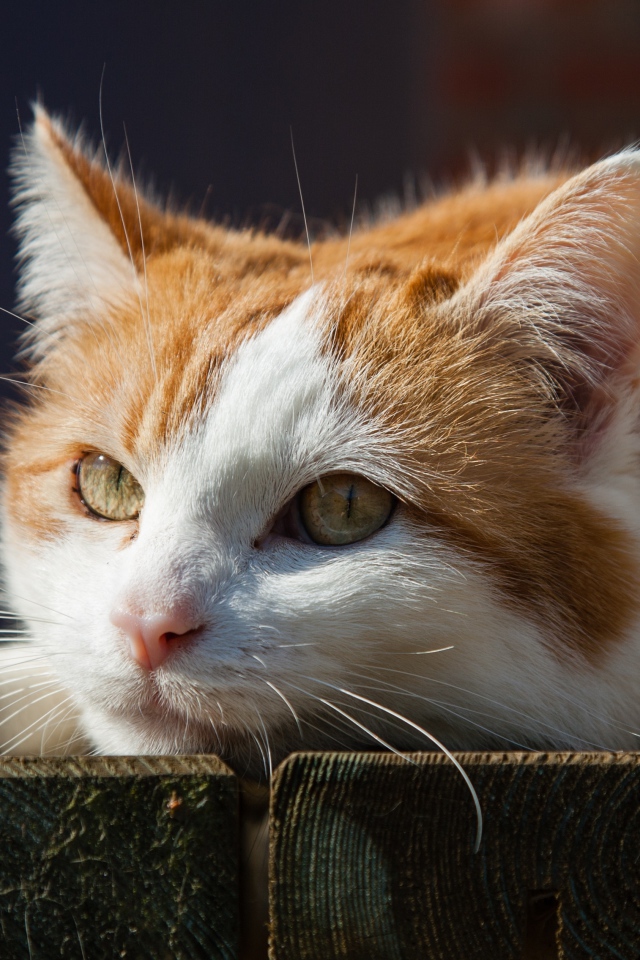 Рыжий с белым кот лежит на досках 