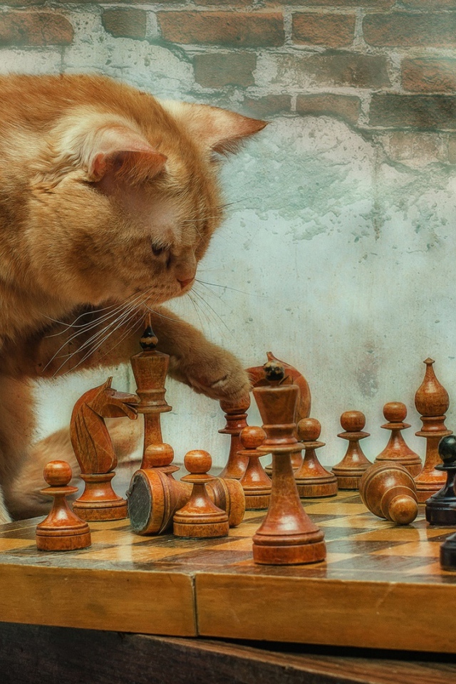 Рыжий кот играет с деревянными шахматами у стены