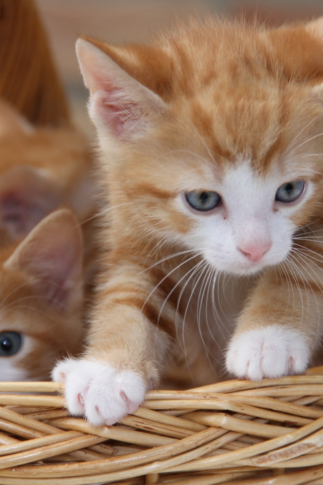 Рыжие милые котята сидят в плетеной корзине 