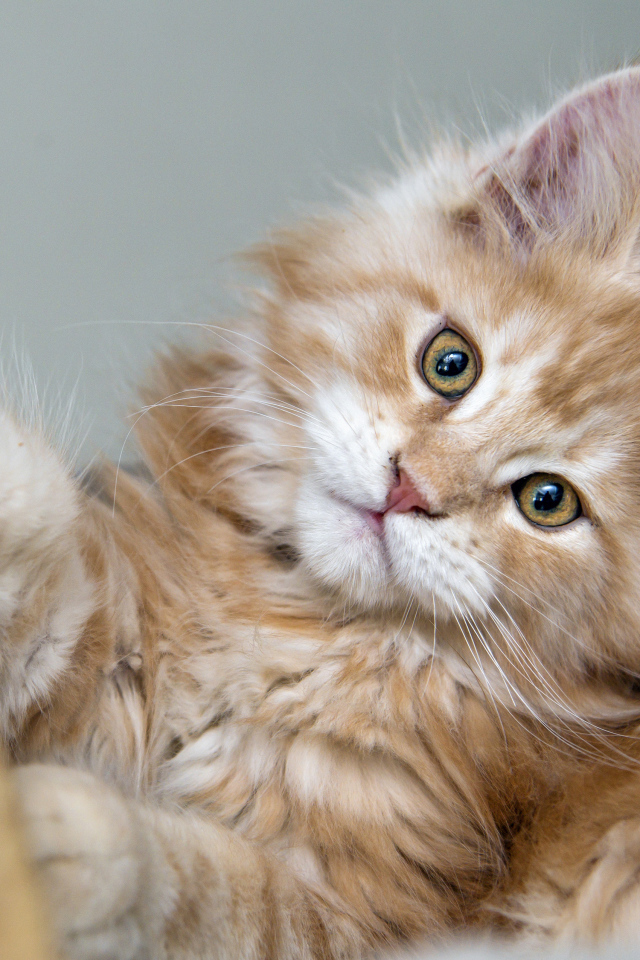 Рыжий пушистый котенок мейн кун