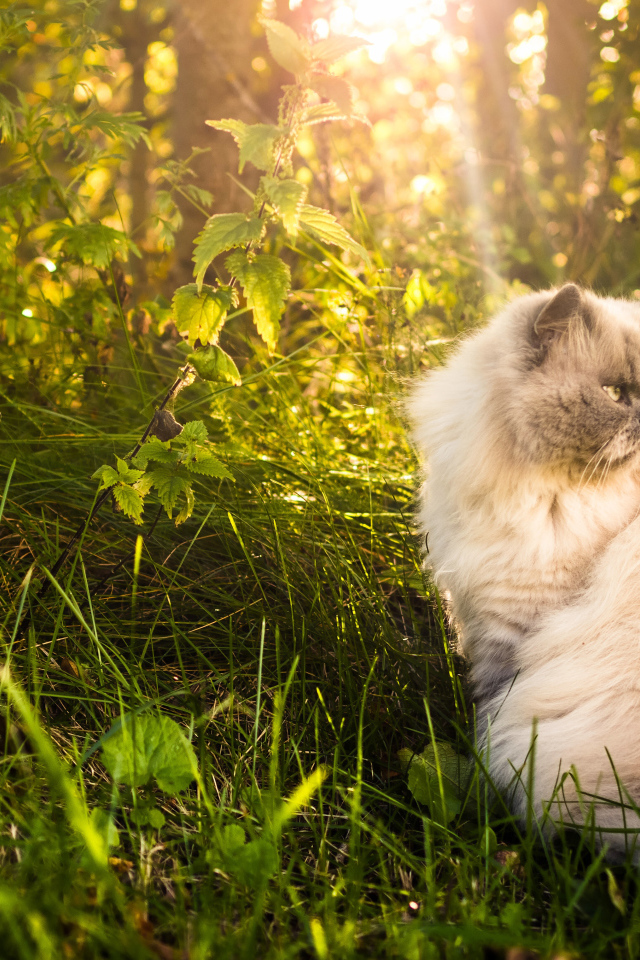 Серьезный кот греется на солнце в траве