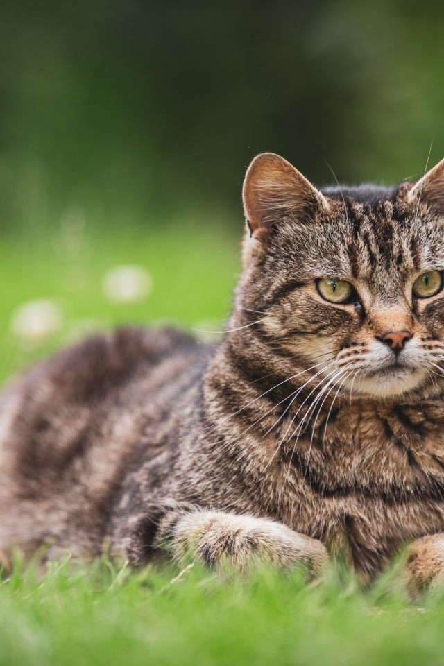 Серьезный серый кот лежит на деревянной траве