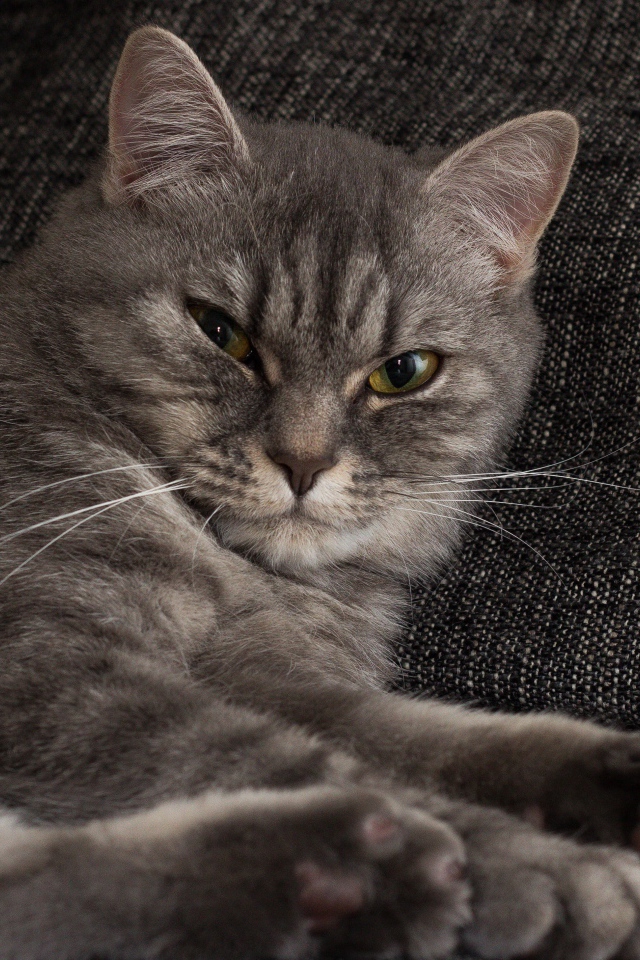 Серьезный серый кот лежит на диване 
