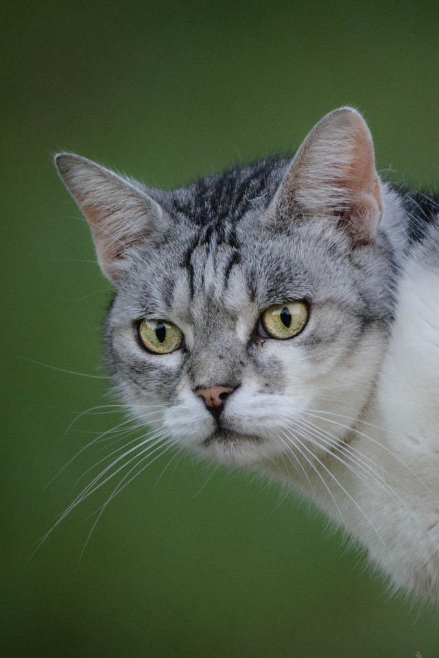 Серьезный серый кот на зеленом фоне