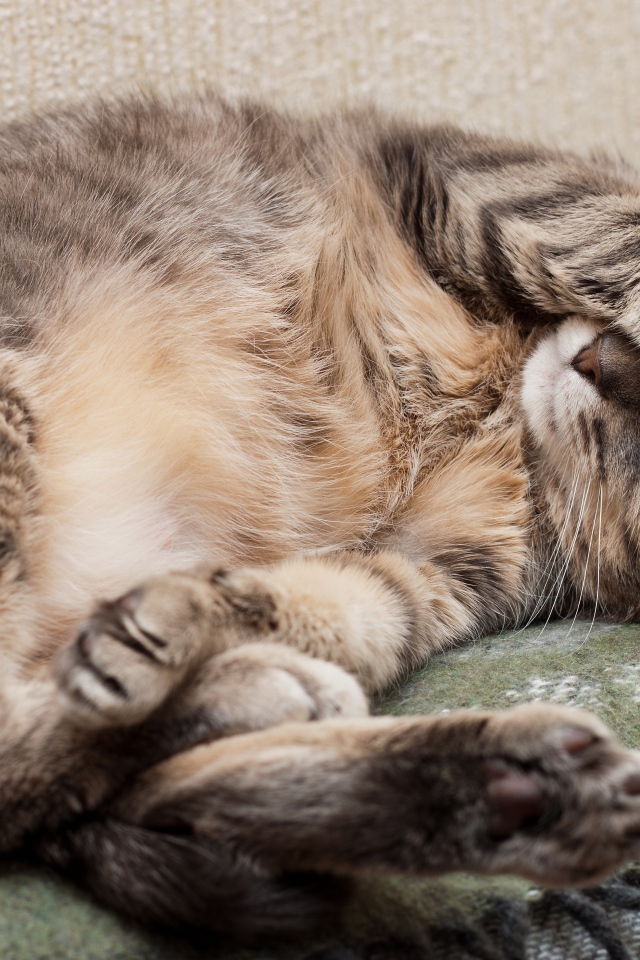 Спящий кот закрыл морду лапой 