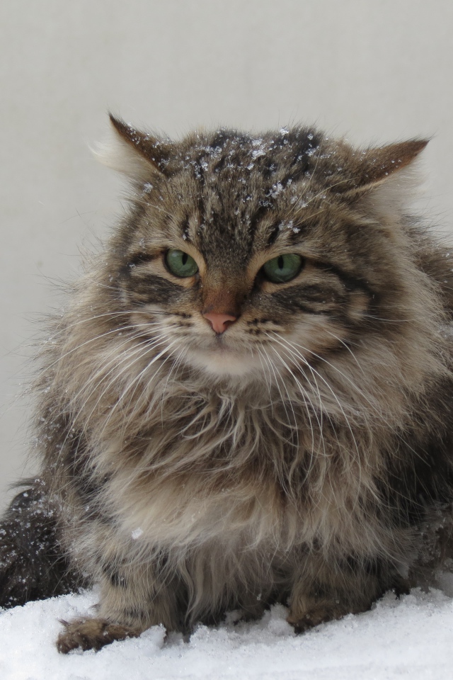 Грозный серый кот сидит на снегу