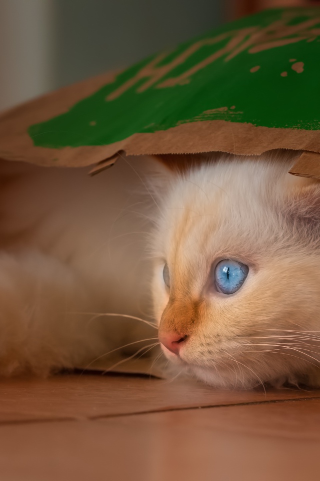 Маленький голубоглазый котенок сидит в пакете 