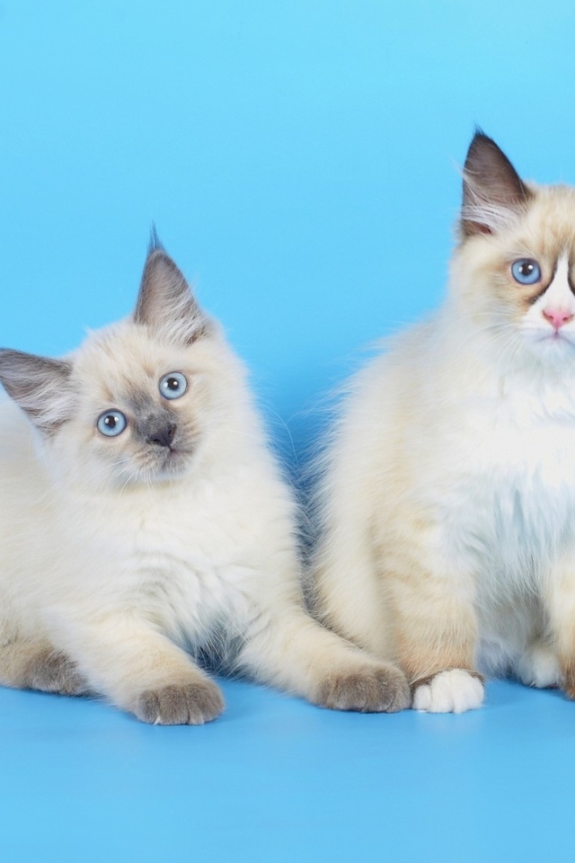 Три породистых котенка на голубом фоне